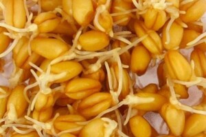 Buğda cücərtisi və məcunu