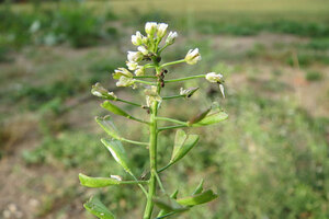 Quşəppəyi (Çobançantası) - qankəsici bitki